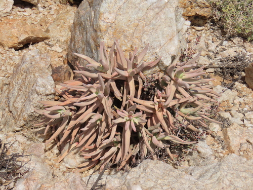 Crassula macowaniana