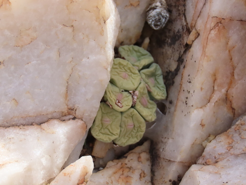 Conophytum pageae