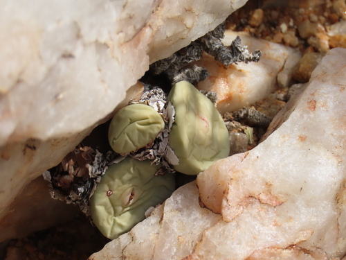 Conophytum pageae