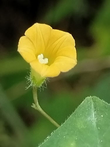 trompillo (Ipomoea minutiflora)