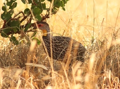 Pternistis leucoscepus