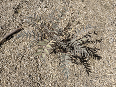 Astragalus palmeri