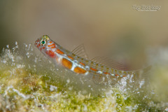 Orangeside Goby photo 2