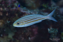 Striped Grunt photo 3