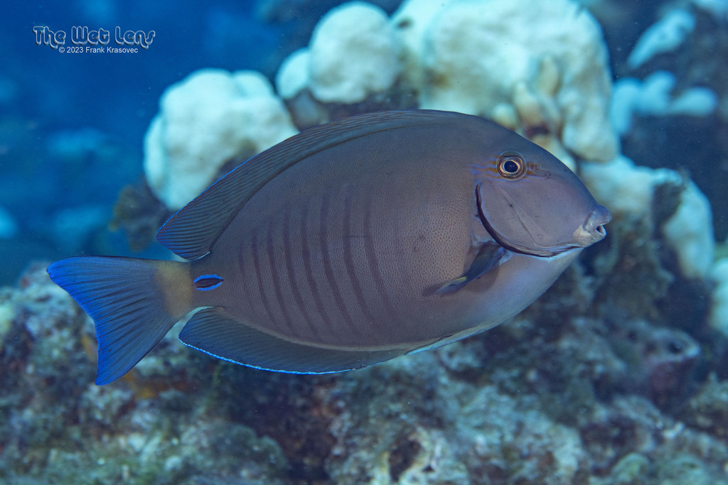 Doctorfish
