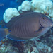 Doctorfish - Photo (c) Frank Krasovec, some rights reserved (CC BY-NC), uploaded by Frank Krasovec