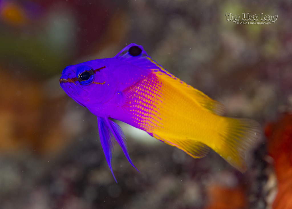 Fairy Basslet