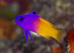 Fairy Basslet photo 1
