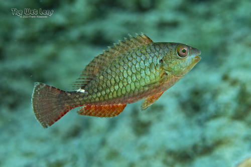 Redband Parrotfish