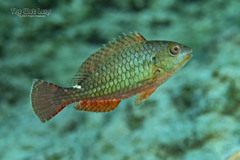 Redband Parrotfish photo 5
