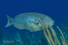 Redfin Parrotfish photo 4
