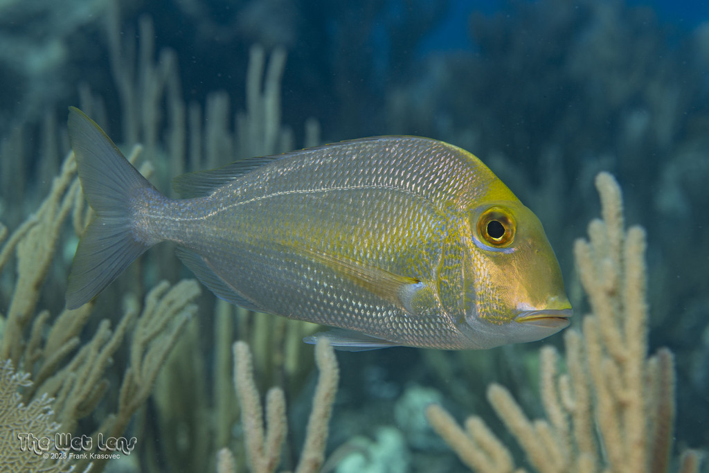 Saucereye Porgy