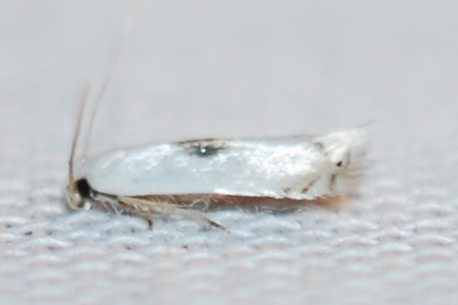 Pseudopostega triangularis