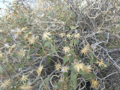 Brickellia atractyloides