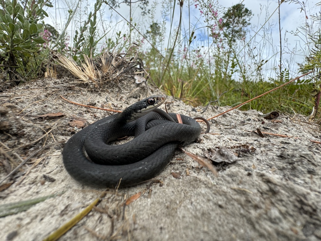 Southern Black Racer in October 2024 by Ruby. West florida. · iNaturalist