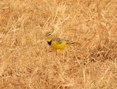 Tmetothylacus tenellus