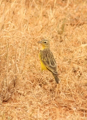 Tmetothylacus tenellus