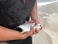 Trachinotus carolinus