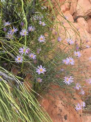 Erigeron utahensis