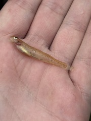 Choctawhatchee Darter photo 2
