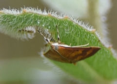 Pyrausta phoenicealis