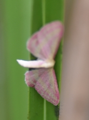 Leptostales laevitaria