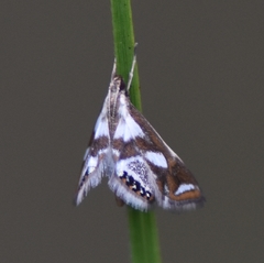 Chrysendeton imitabilis