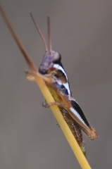 Paroxya