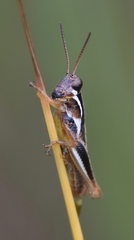 Paroxya