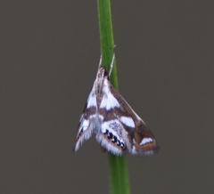 Chrysendeton imitabilis