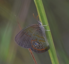 Neonympha