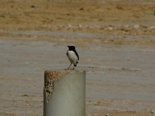 Mourning Wheatear