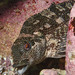 Chironemus marmoratus - Photo (c) Marine Explorer (Dr John Turnbull),  זכויות יוצרים חלקיות (CC BY-NC-SA)