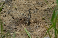 Phanogomphus exilis