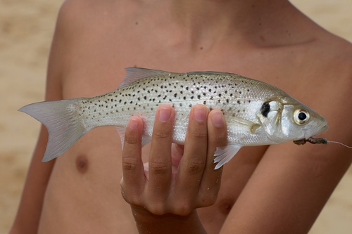 Spotted seabass (Dicentrarchus punctatus) — Moronidae — 2
