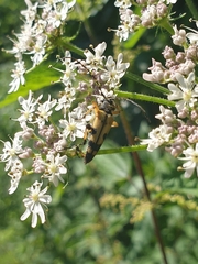 Rutpela maculata