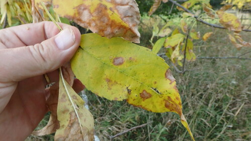 Ash Leaf Spot