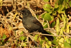 Laniarius funebris