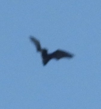 Common Noctule