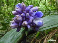 Dichorisandra villosula