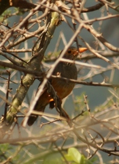 Turdus tephronotus