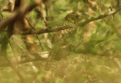 Trachyphonus darnaudii