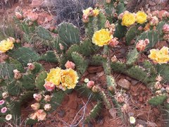 Opuntia phaeacantha