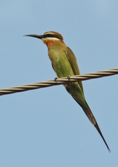 Merops superciliosus