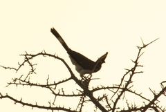 Corythaixoides leucogaster