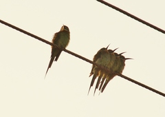 Merops superciliosus