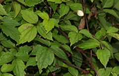 Phytomyza clematadi