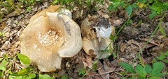 Macrocybe titans