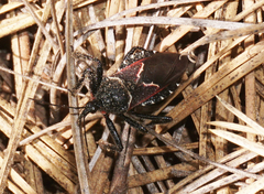 Apiomerus montanus