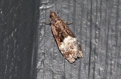 Scoparia minusculalis